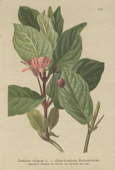 Madreselva alpina (Lonicera alpigena) de German School