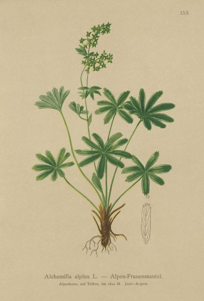 Alquimila alpina (Alchemilla alpina) de German School