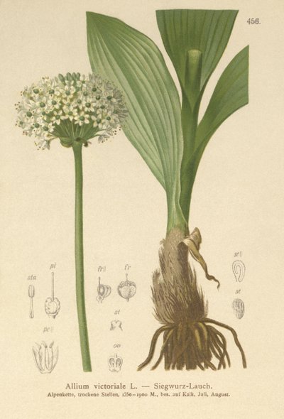 Puerro Alpino (Allium victorialis, Allium victoriale, Cepa victorialis, Geboscon triphylum, Allium plantagineum, Allium anguinum) de German School