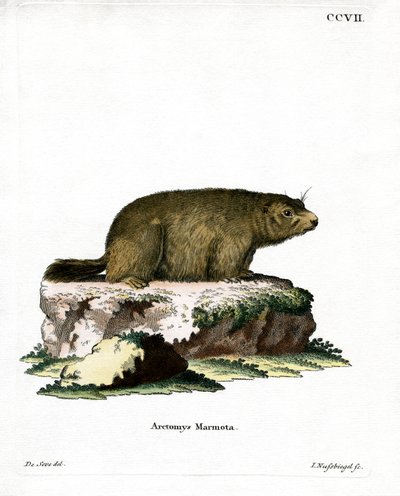 Marmota alpina de German School
