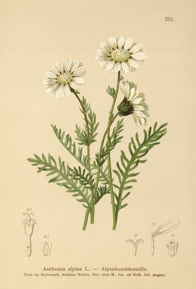 Manzanilla alpina (Anthemis alpina, Achillea oxyloba subsp. schuri) de German School
