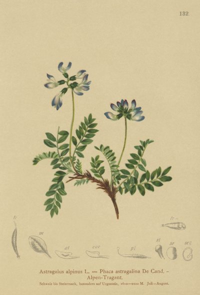 Astrágalo alpino (Astragalus alpinus, Phaca astragalina) de German School