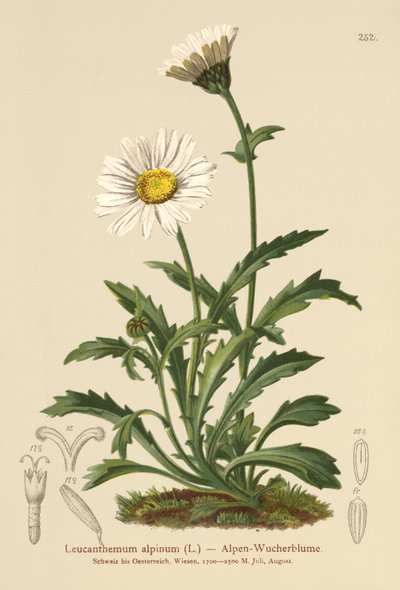 Margarita de luna alpina (Leucanthemum alpinum, Leucanthemopsis alpina, Chrysanthemum alpinum, Tanacetum alpinum) de German School
