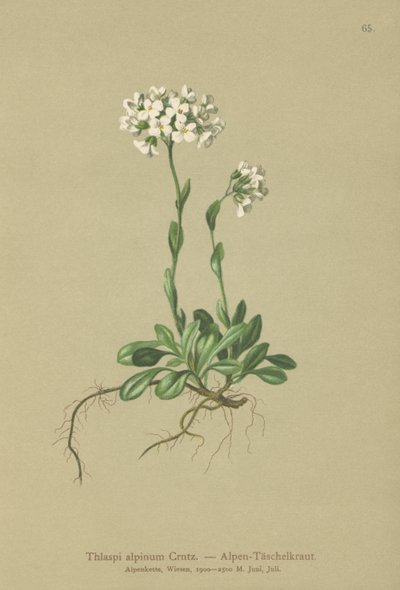 Thlaspi alpino (Thlaspi alpinum, Noccaea alpestris subsp. alpestris, Thlaspi minimum, Noccaea crantzii, Thlaspi kerneri, Thlaspi alpinum var. kerneri, Thlaspi alpestre) de German School