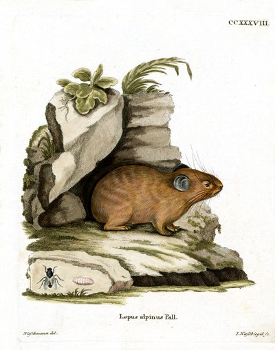 Pika alpino de German School
