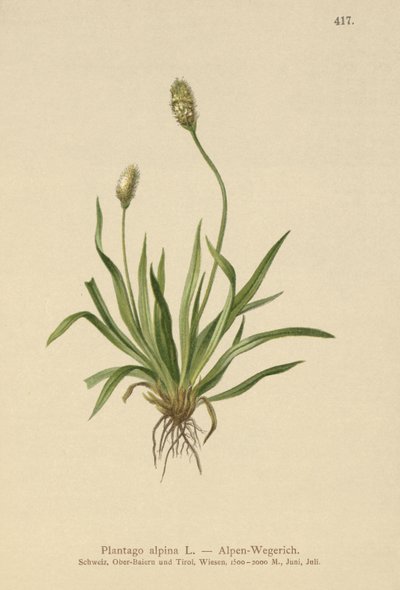 Llanten alpino (Plantago alpina) de German School