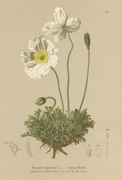 Amapola alpina (Papaver alpinum, subsp. alpinum) de German School