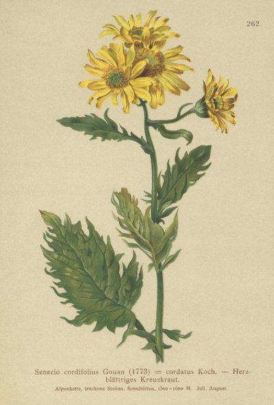 Senecio alpino (Senecio cordifolius, Senecio cordatus, Senecio alpinus, Jacobaea alpina) de German School