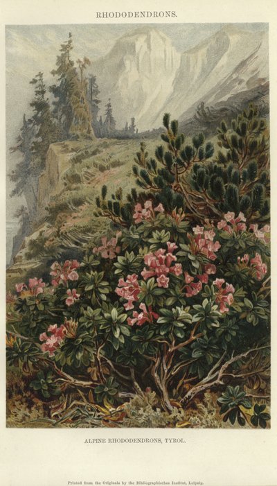 Rhododendrons alpinos de German School