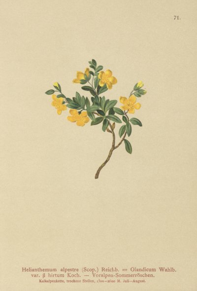 Heliantemo alpino (Helianthemum alpestre, Helianthemum olandicum var. hirtum, Helianthemum montanum) de German School