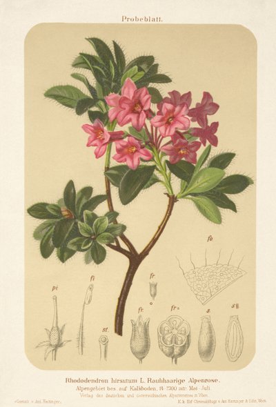 Rosa alpina (Rhododendron hirsutum) de German School
