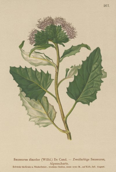 Saussurea alpina (Saussurea discolor) de German School