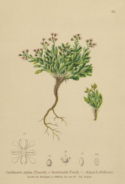 Cochlearia alpina (Cochlearia alpina, Cochlearia brevicaulis) de German School