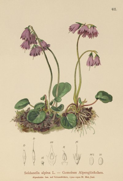 Campanilla de nieve alpina (Soldanella alpina) de German School