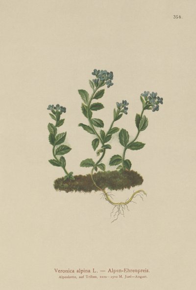 Verónica alpina (Veronica alpina) de German School