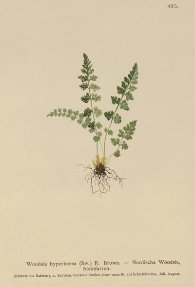 Woodsia alpina, Woodsia hyperborea, Woodsia intermedia, Woodsia pubescens, Acrostichum alpinum, Acrostichum hyperboreum, Ceterach alpina, Polypodium arvonicum de German School