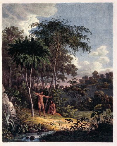 Alsophila, helechos acuáticos en el Amazonas, tabla XXVIII de 