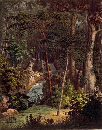 Selva amazónica, tabla XXVII de 