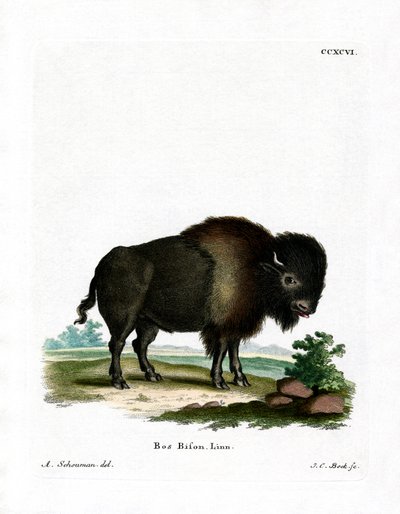 Bisonte Americano de German School