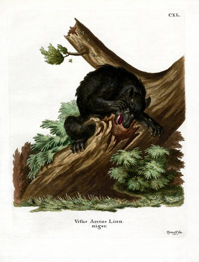 Oso Negro Americano de German School