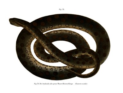 Anaconda de German School