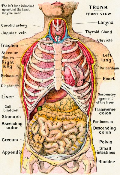 Vista anatómica del torso humano de German School