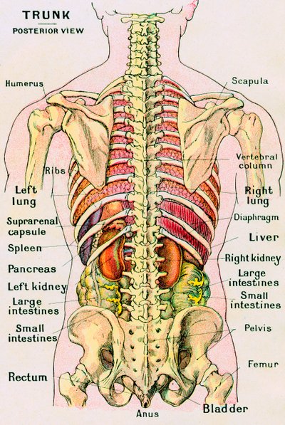 Vista anatómica del torso humano de German School