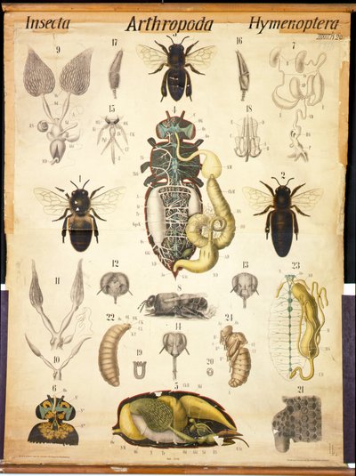 Anatomía de la Apis, No.XXVII, Carta Zoológica de Leuckart, 1877-98 de German School