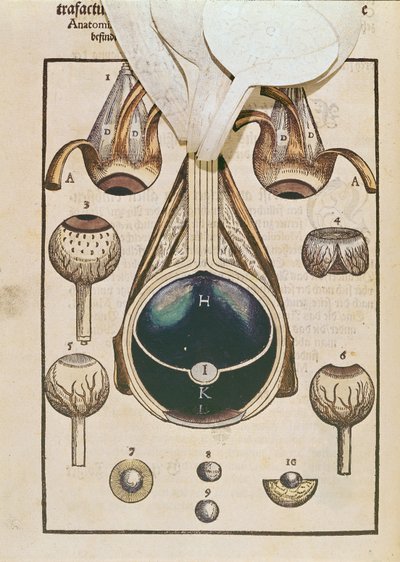 Anatomía del ojo, de Ophthalmodouleia por Georg Bartisch (1535-1636) publicado en Dresde en 1583 de German School