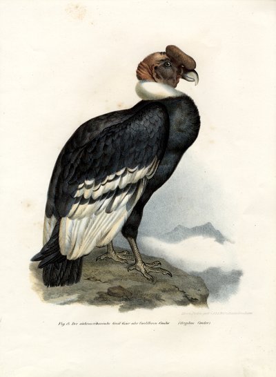 Cóndor andino, 1864 de German School