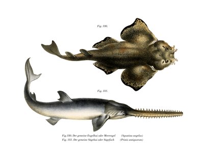 Tiburón Ángel de German School