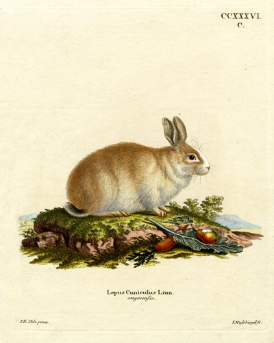 Conejo de Angora de German School