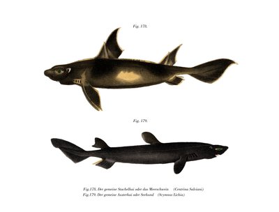 Tiburón áspero angular de German School