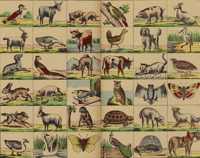 Imágenes de animales y aves de German School