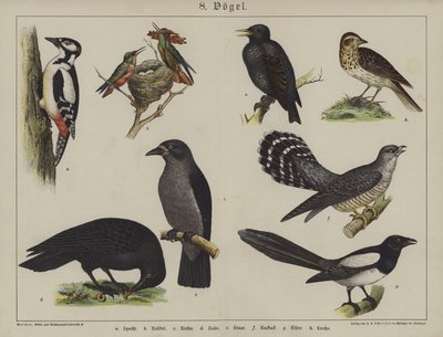 Animales de German School