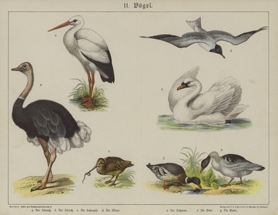 Animales de German School