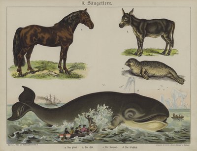 Animales de German School