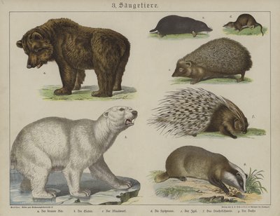 Animales de German School