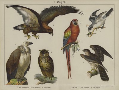 Animales de German School