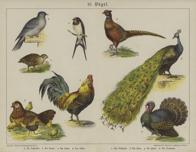 Animales de German School