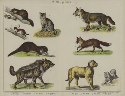 Animales de German School