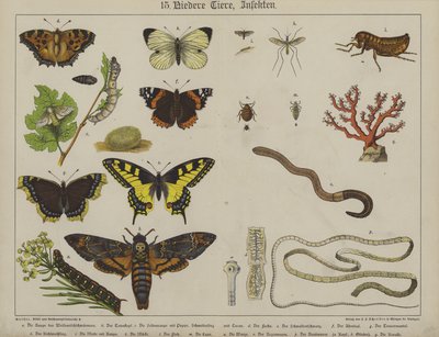 Animales de German School