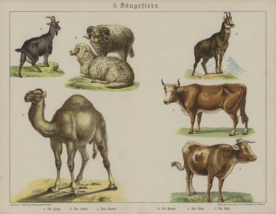 Animales de German School