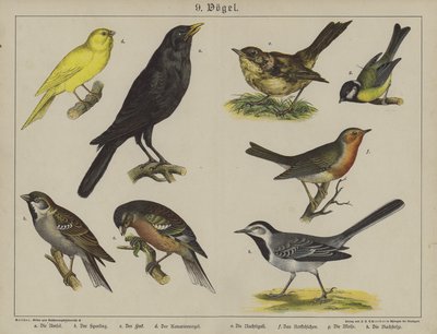 Animales de German School