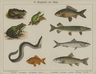 Animales de German School