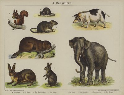 Animales de German School