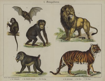 Animales de German School