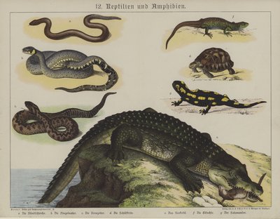 Animales de German School