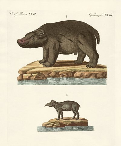 Animales de países cálidos de German School