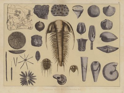 Animales de la Era Paleozoica temprana de German School